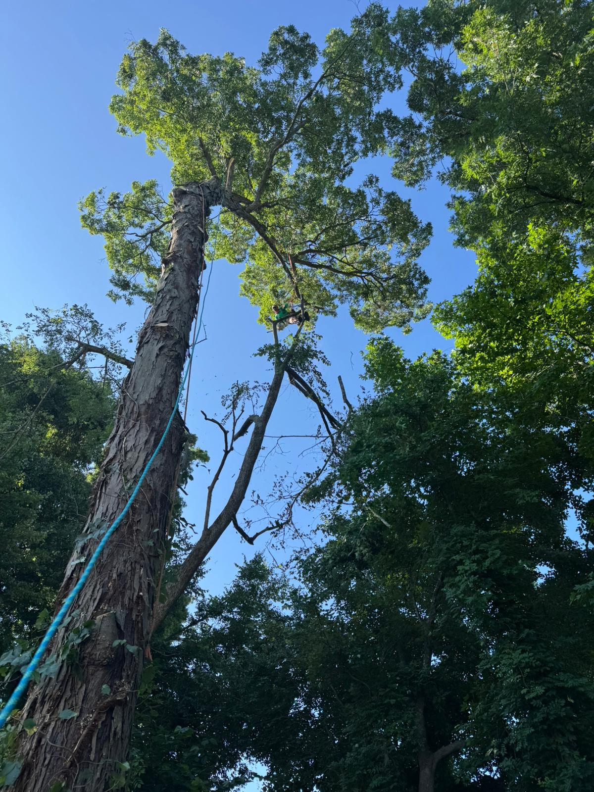 Quality Tree Services